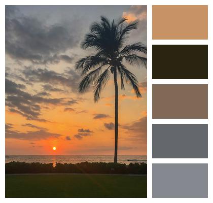 Palm Tree Horizon Sunset Image